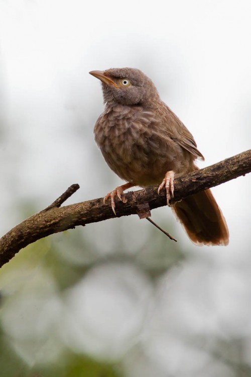 Juvenile Yellow-billed Babbler