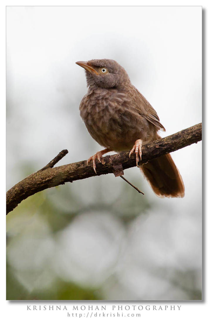 Juvenile Yellow-billed Babbler