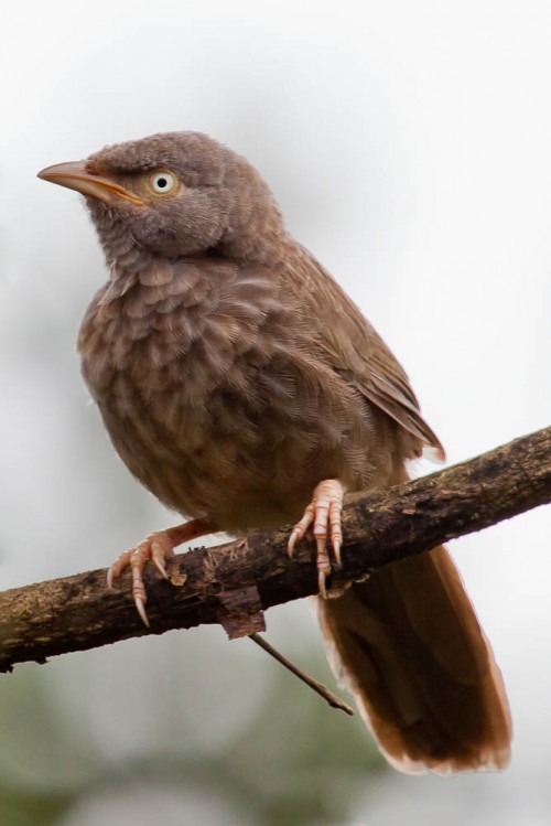 Juvenile Yellow-billed Babbler Cropped