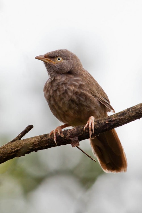 Juvenile Yellow-billed Babbler