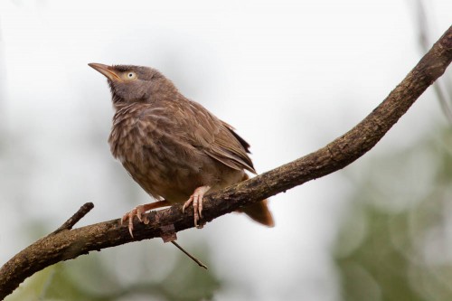 Juvenile Yellow-billed Babbler