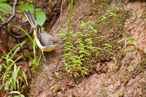 Female Grey Wagtail