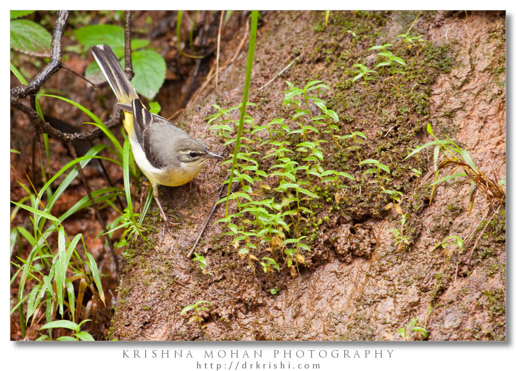 Female Grey Wagtail