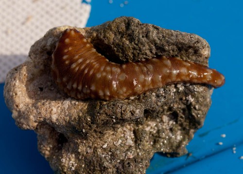 Brown Sea Cucumber & broken coral on the boat