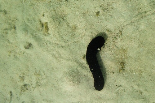 Black Sea Cucumber Photo taken from above water