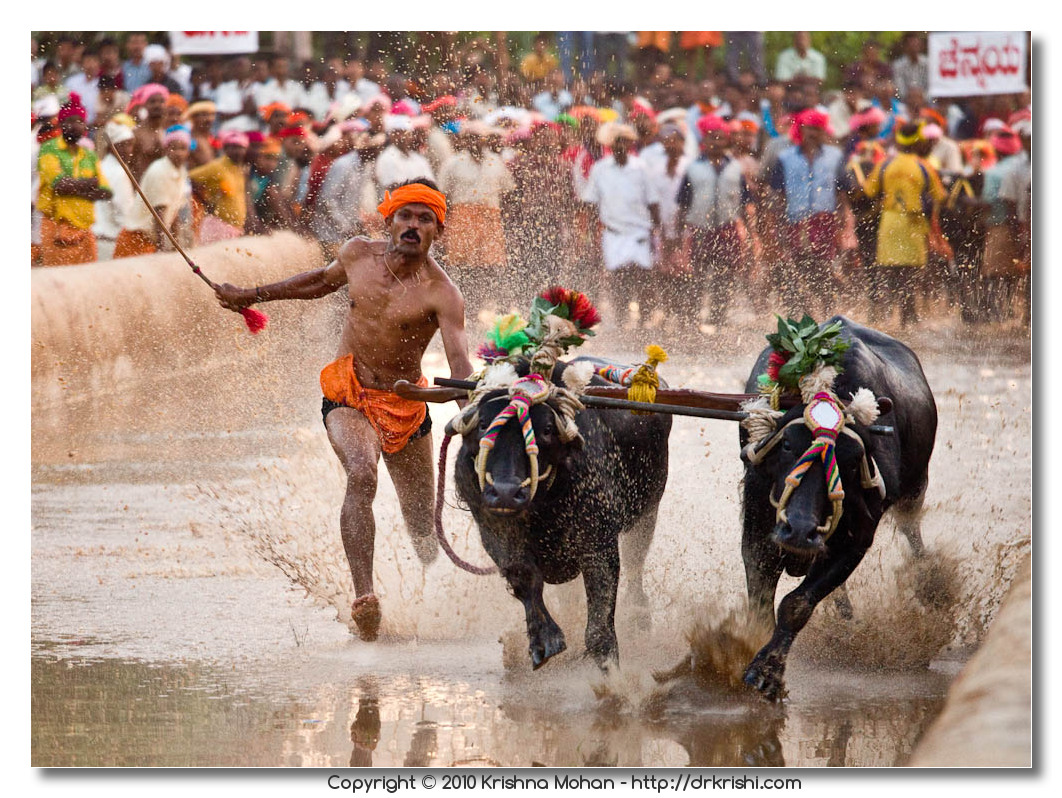 Kambala the buffalo-race