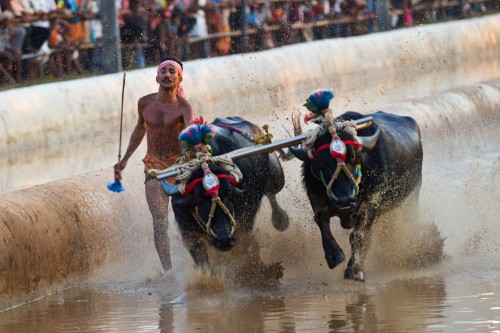 Kambala 2011