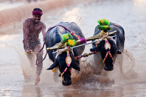 Kambala-2011