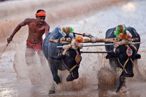 Kambala 2011