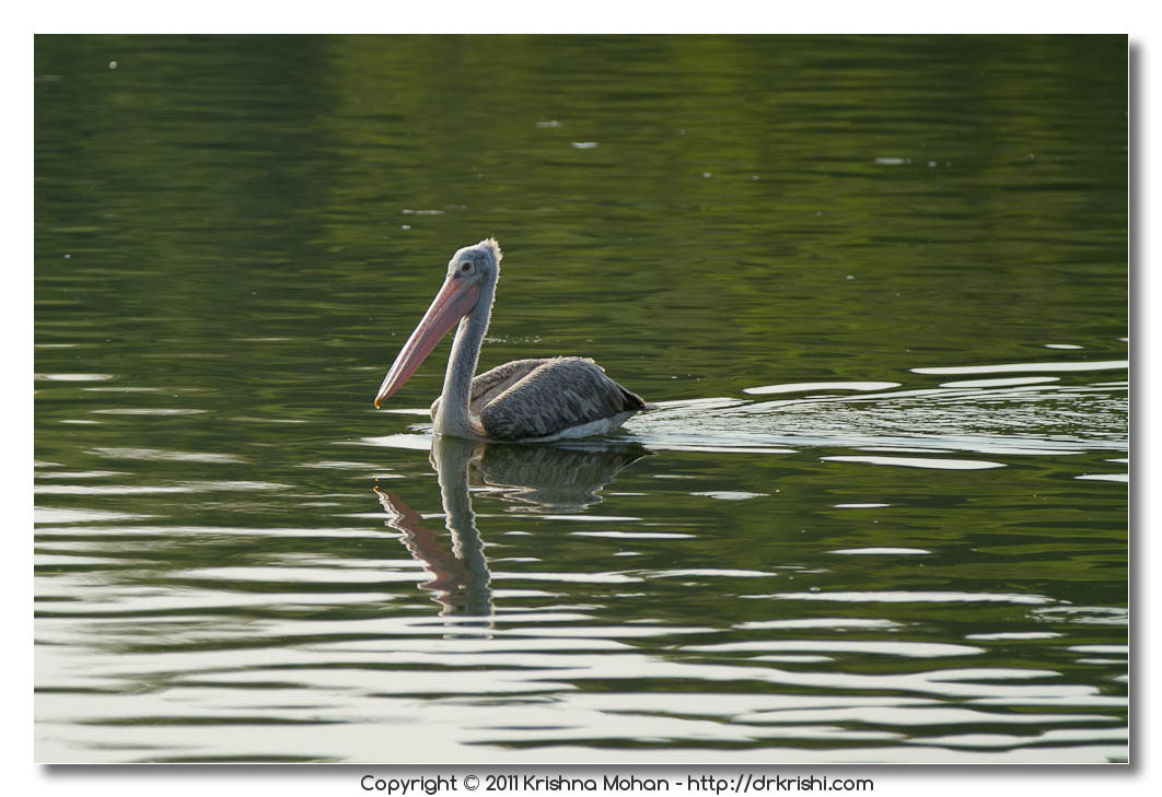 Spot-billed Pelican