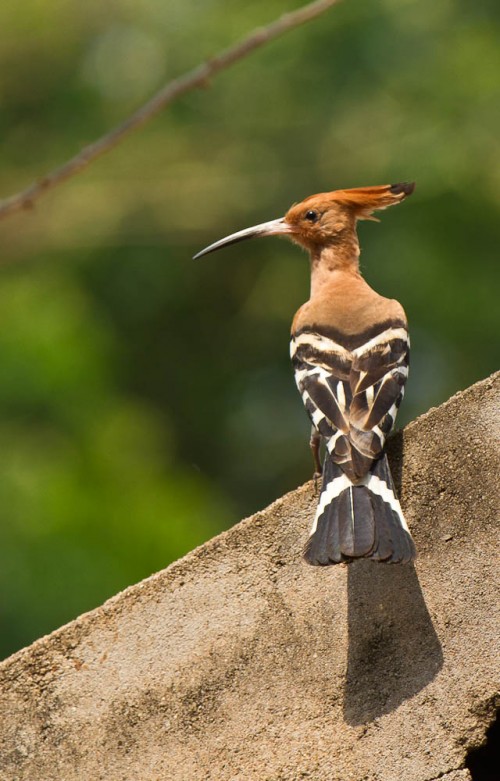 Kokkrebellur - Hoopoe on the wall