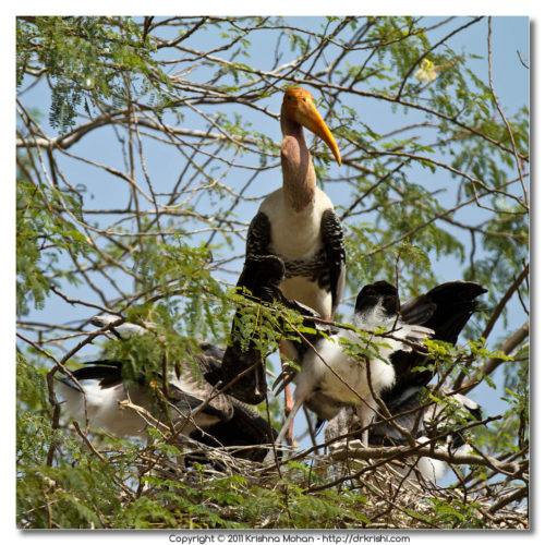 Kokkrebellur - Gullet filled with fish for the young ones