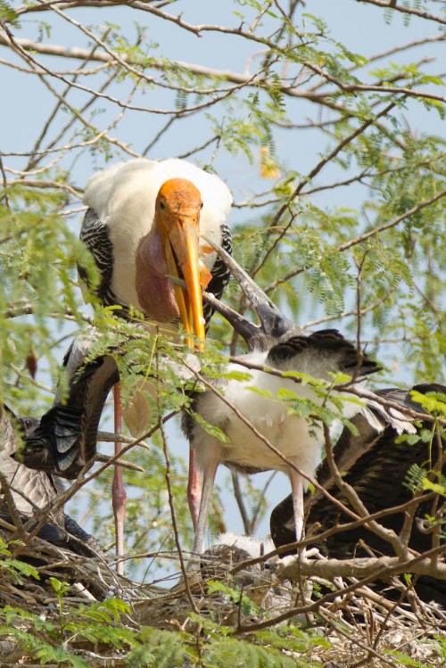 Kokkrebellur - Chick grabbing fish from the throat