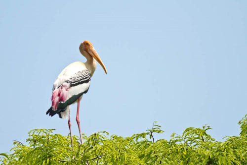 Kokkrebellur - Painted Stork