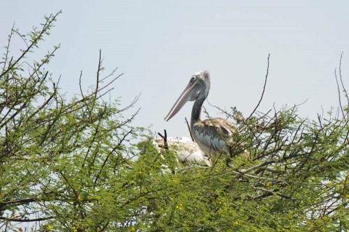 Kokkrebellur - Spot Billed Pelican Nesting