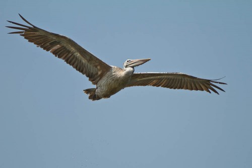 Kokkrebellur - Spot Billed Pelican bringing fish