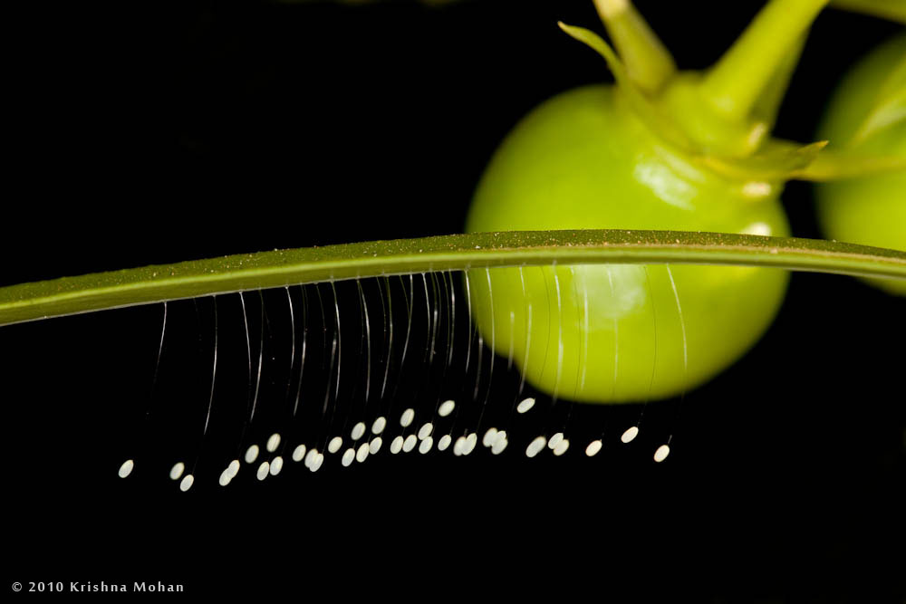 Lacewing Eggs on the under surface of Oleander Leaf