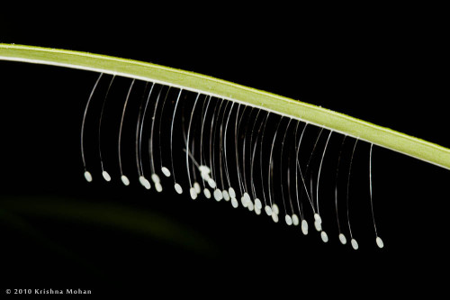 Lacewing Eggs