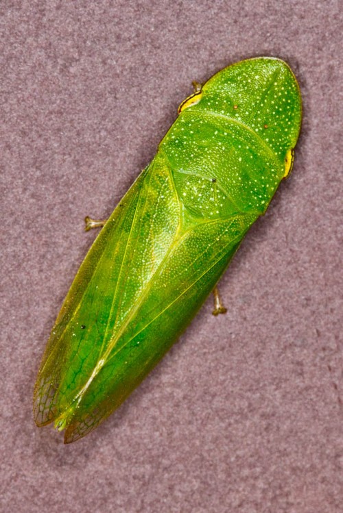 Leafhopper