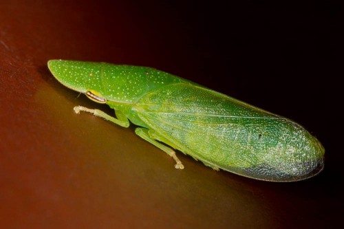 Leafhopper