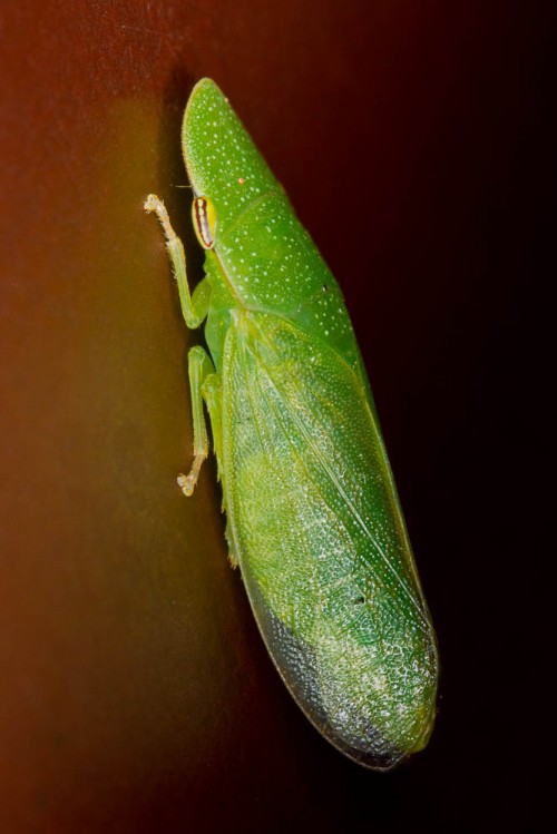 Leafhopper