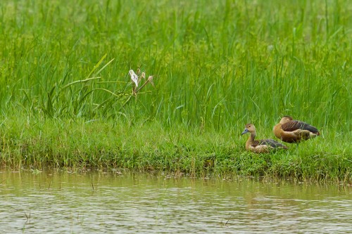 Pair of Lesser Whistling Ducks on Paddy field