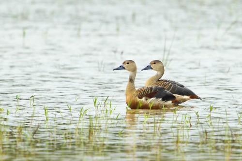 Pair of Lesser Whistling Ducks