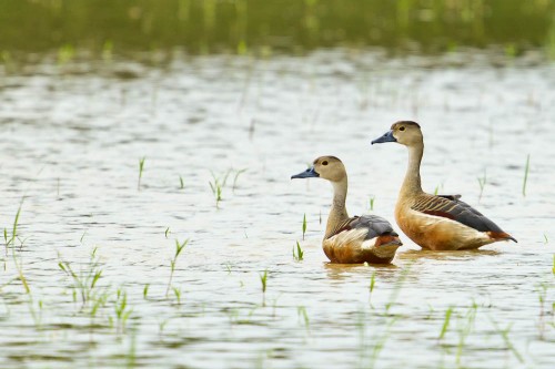 Pair of Lesser Whistling Ducks