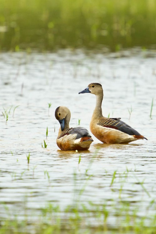 Pair of Lesser Whistling Ducks