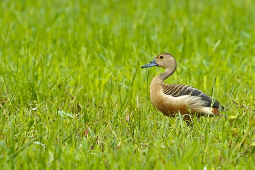 Lesser Whistling Duck