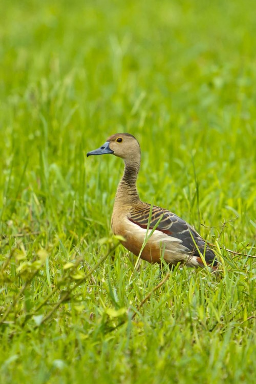 Lesser Whistling Duck