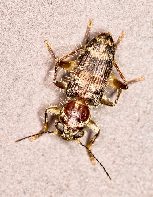 Long Horned Beetle Nymph