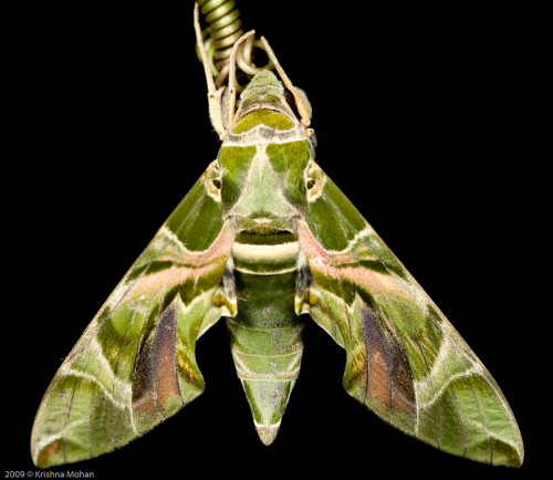 Macro Stitching a Moth - Final Result