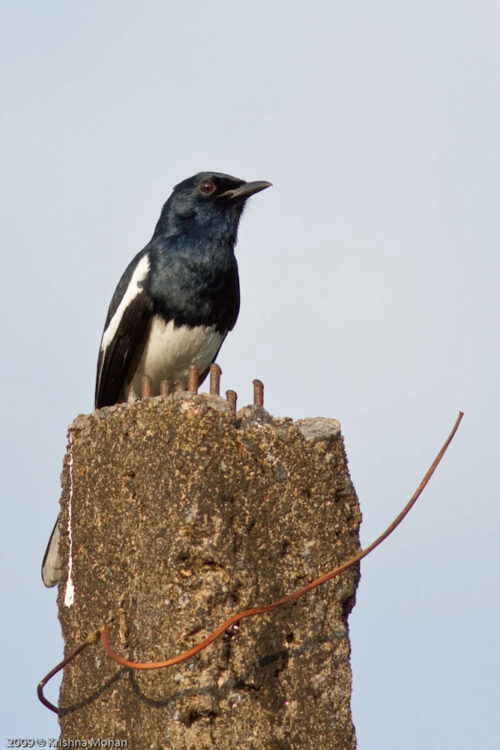 Magpie Robin