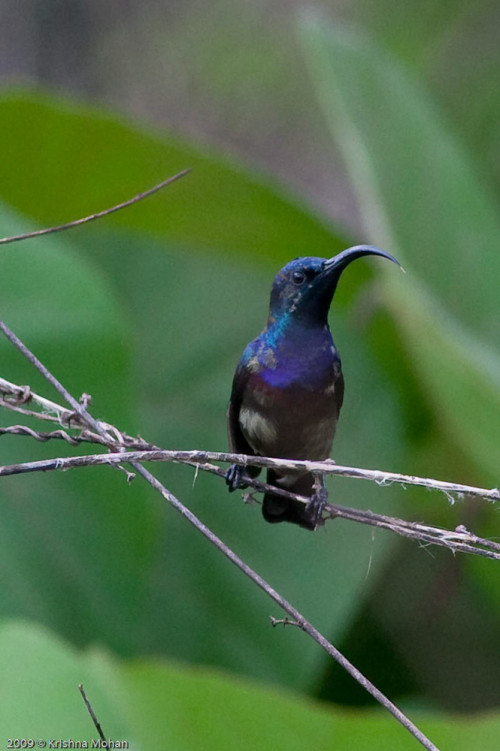 Male Loten's Sunbird