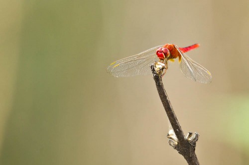 Male Scarlet Skimmer