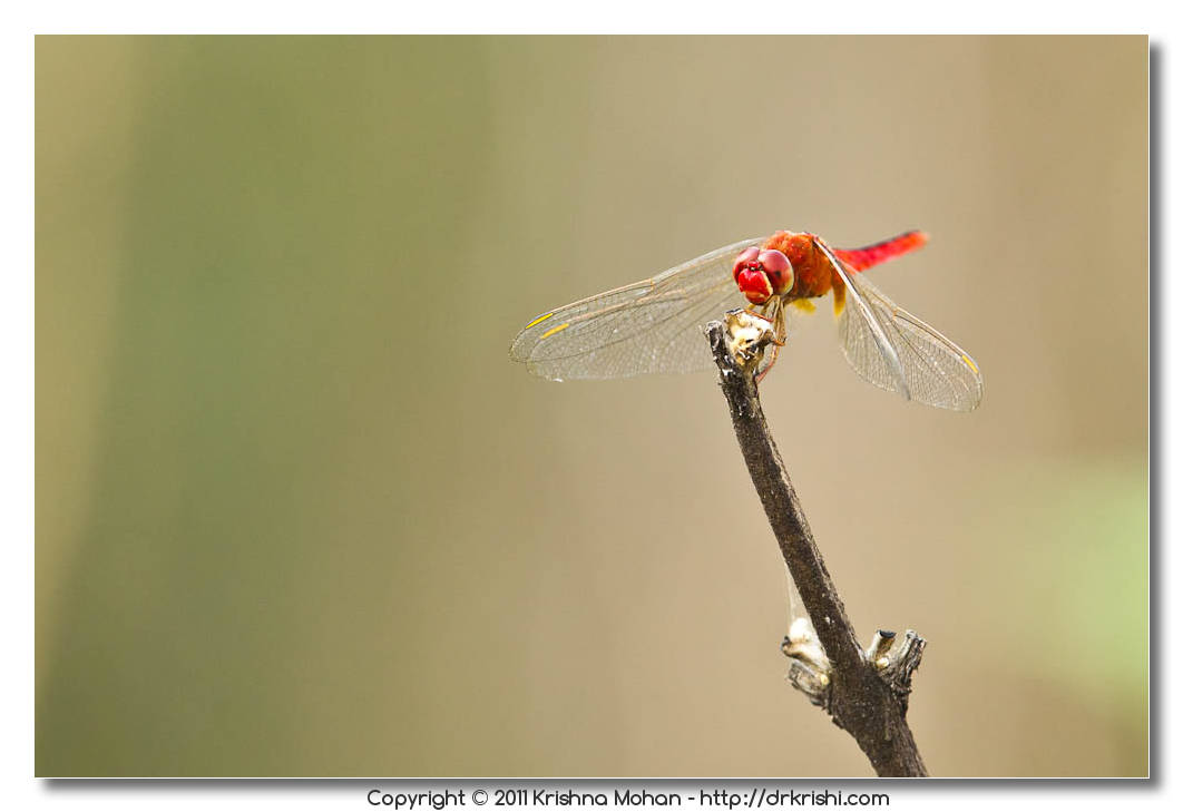 Male Scarlet Skimmer