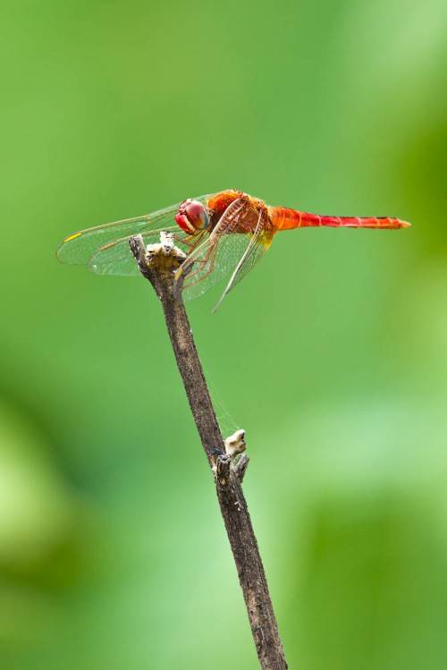 Male Scarlet Skimmer