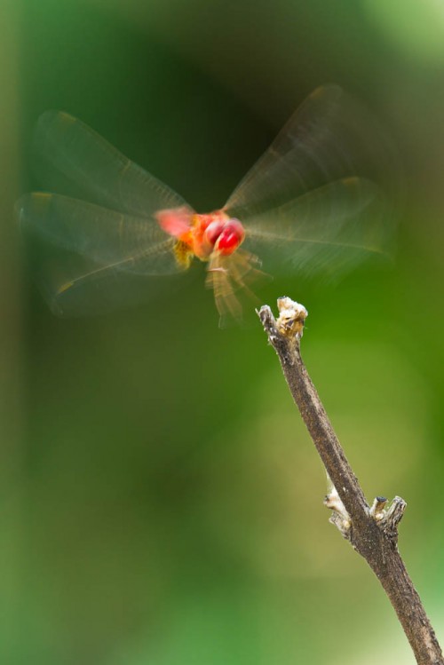 Male Scarlet Skimmer in flight