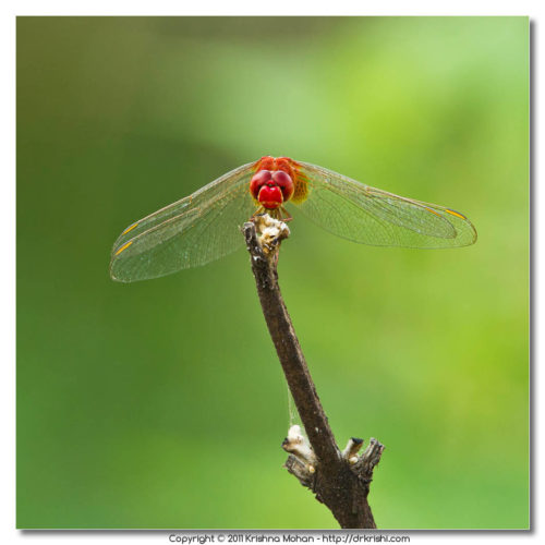 Male Scarlet Skimmer