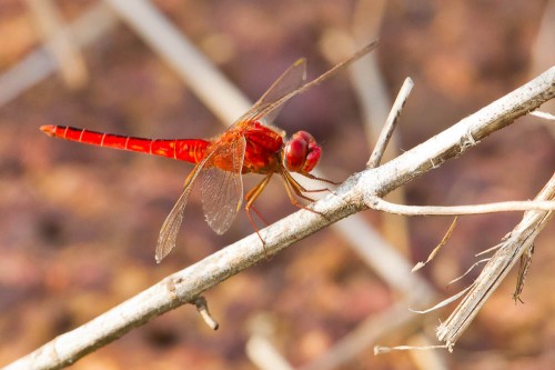 Male Scarlet Skimmer