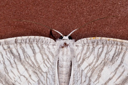 Micronia aculeata