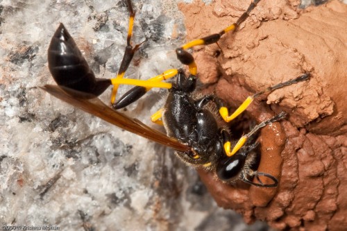 Black and Yellow Mud Dauber Closeup