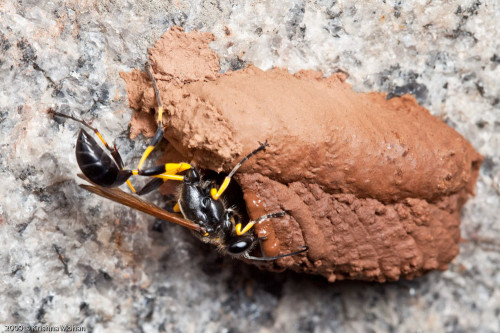 Black and Yellow Mud Dauber