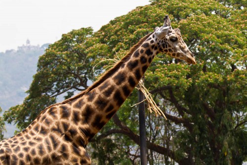 Mysore Zoo Part 1 – Krishna Mohan Photography