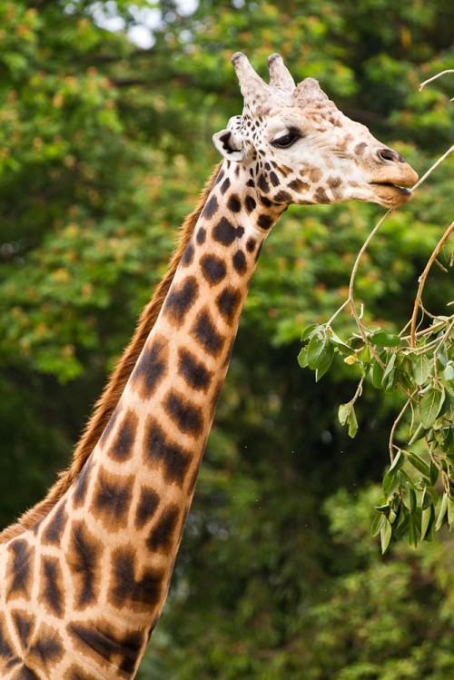 Mysore Zoo Part 1 – Krishna Mohan Photography