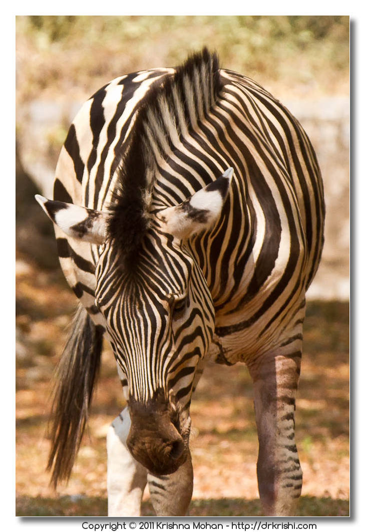 Mysore Zoo Part 1 – Krishna Mohan Photography