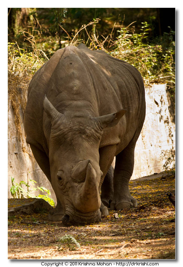 Mysore Zoo Part 1 – Krishna Mohan Photography