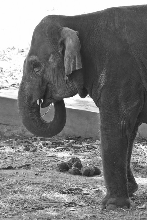 Mysore Zoo Part 1 – Krishna Mohan Photography