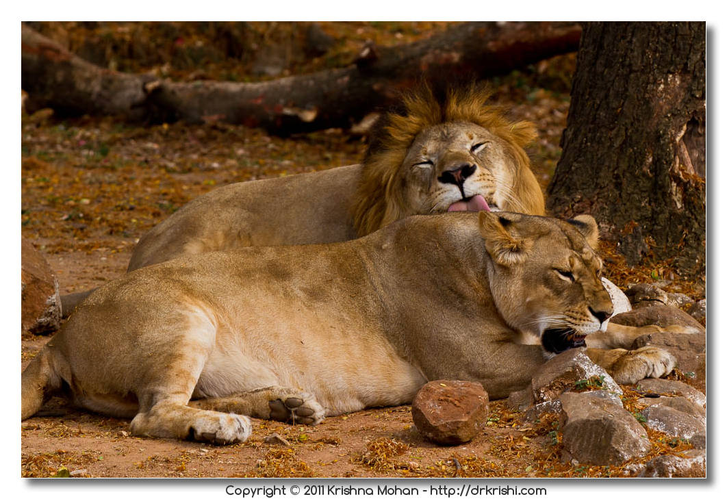 Mysore Zoo Part 1 – Krishna Mohan Photography